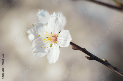 Silverded Almond pretty flower invites to meditation (Japanese cherry tree - jerte Spain) photo