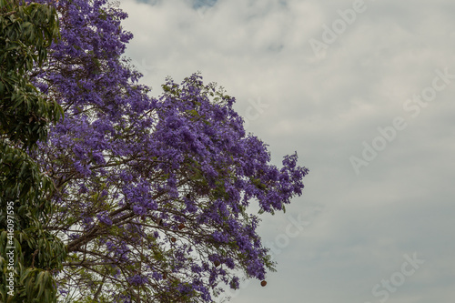 Jacaranda Tree photo