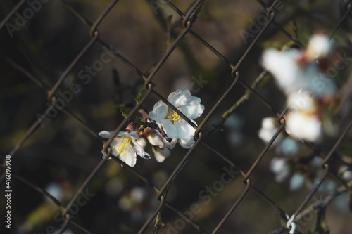 Silverded Almond pretty flower invites to meditation (Japanese cherry tree - jerte Spain) photo