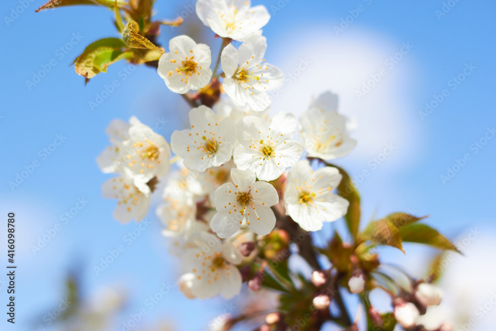 Spring white flowers. Cherry blossoms on a sunny day against the blue sky. Beauty of nature. Spring, youth, growth concept.