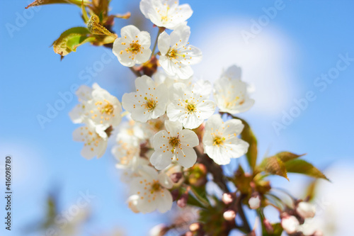 Spring white flowers. Cherry blossoms on a sunny day against the blue sky. Beauty of nature. Spring  youth  growth concept.