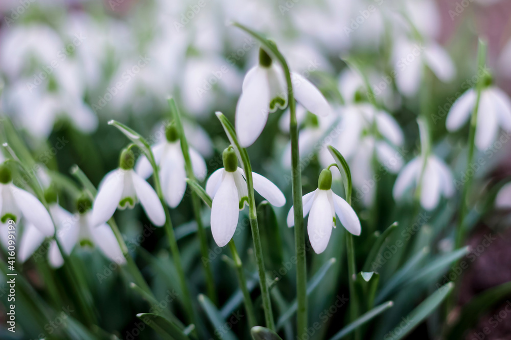 Defocus Springtime flowers. Side view. Snowdrop spring flowers in a clearing in the forest. Snowdrop, symbol of spring. Galanthus, Galanthus nivalis. Close-up. Cold tint. Out of focus Defocus Springtime flowers. Side view. Snowdrop spring flowers in a clearing in the forest. Snowdrop, symbol of spring. Galanthus, Galanthus nivalis. Close-up. Cold tint. Out of focus