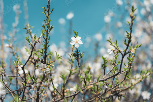 Silverded Almond pretty flower invites to meditation  Japanese cherry tree - jerte Spain 