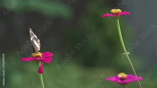 Medaow butterfly on zinnia flower swinging close up view with blurry background photo