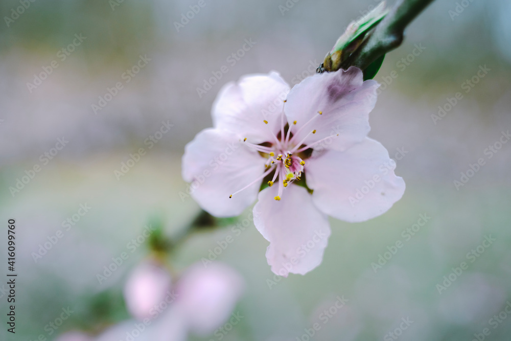 Fototapeta premium 桜,クローズアップ