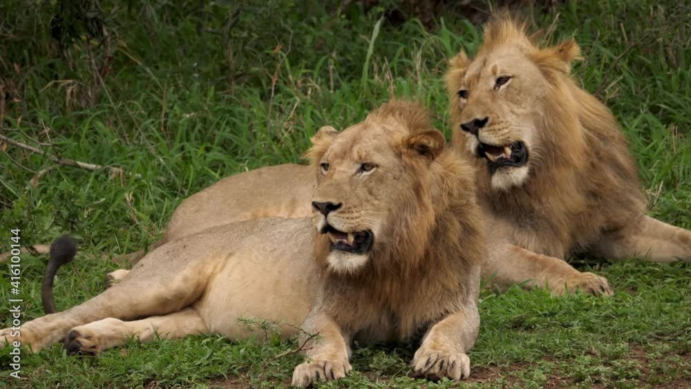 Two Majestic Lions Resting in African Wildlife Nature Reserve, Closeup Two Majestic Lions Resting in African Wildlife Nature Reserve, Closeup