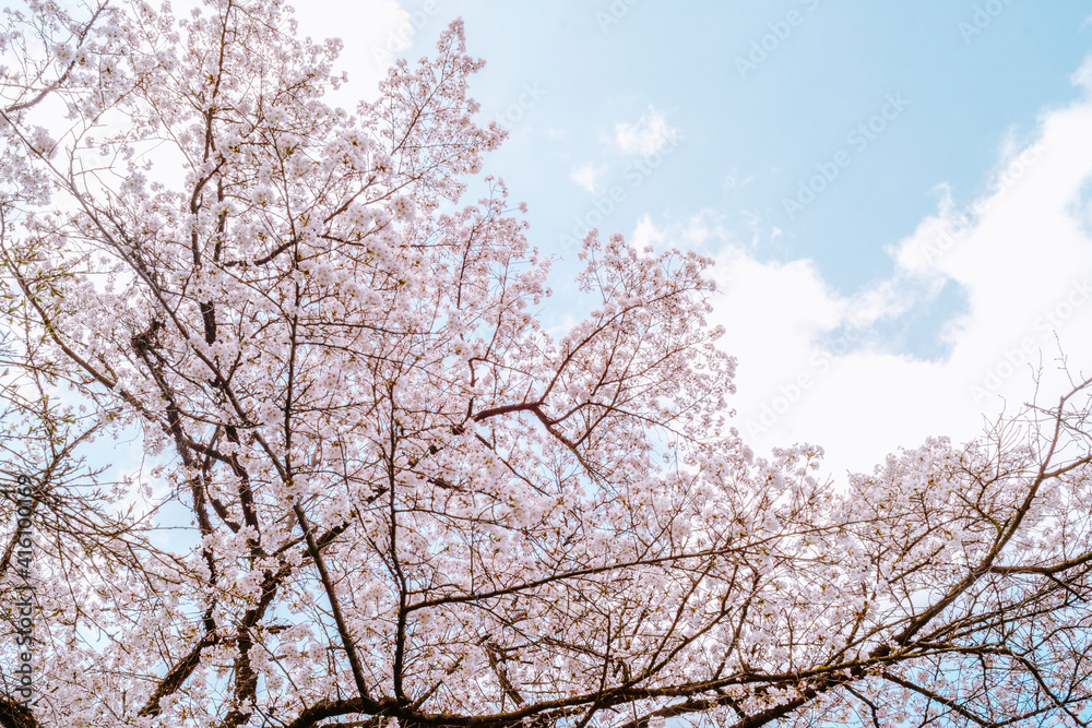 桜 桜