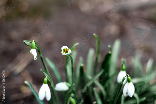 Snowdrop flower. Side view. Snowdrop spring flowers in a clearing in the forest. Blur soil. Snowdrop, symbol of spring. Galanthus, Galanthus nivalis. Close-up. Selective focus © tanitost