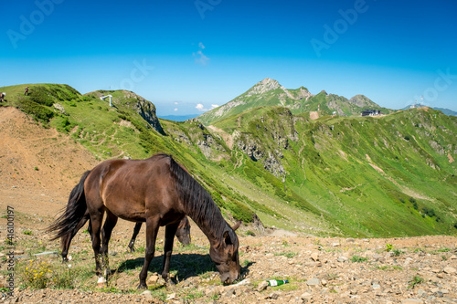 Summer landscapes of the Caucasus mountains in Rosa Khutor  Russia  Sochi  Krasnaya Polyana. Peak 2320m. Two black horses graze in a mountain meadow