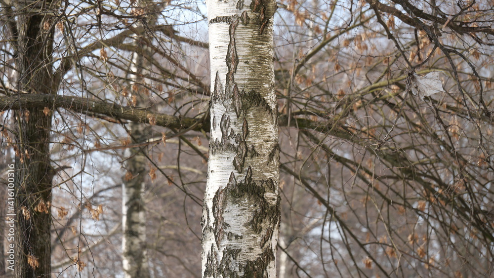 Fototapeta premium tree in the forest