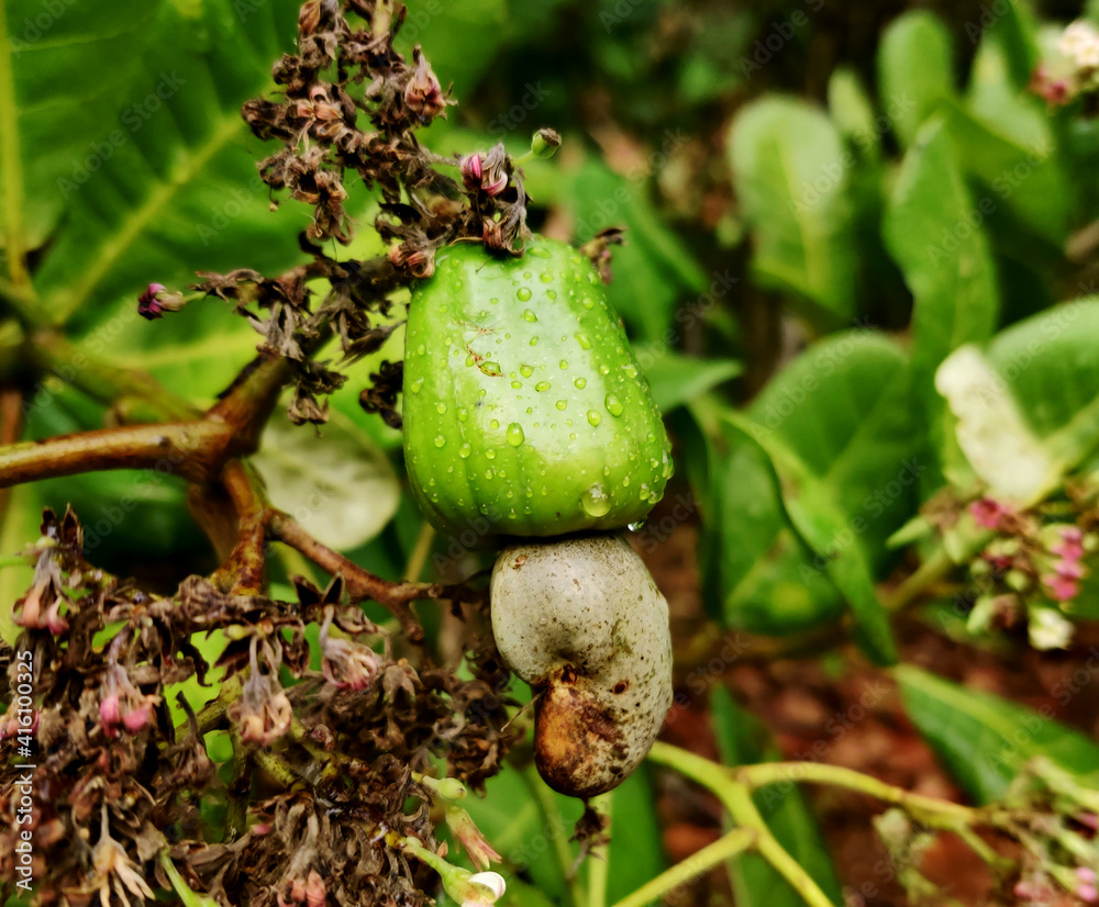 Cashew nuts growing on the tree, Cashew nuts grow on a tree branch
