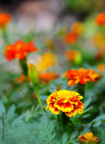 French marigold flower