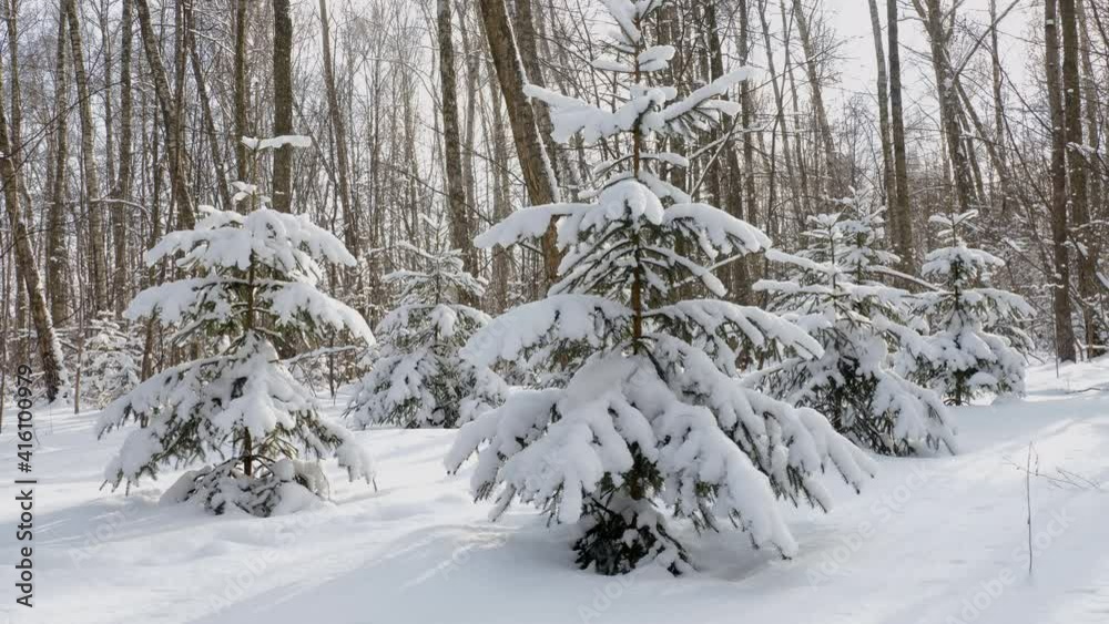 Spruce trees covered with fresh snow in the winter forest. Spruce trees covered with fresh snow in the winter forest.