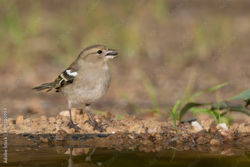 pinzón vulgar (Fringilla coelebs) pinzón vulgar (Fringilla coelebs)