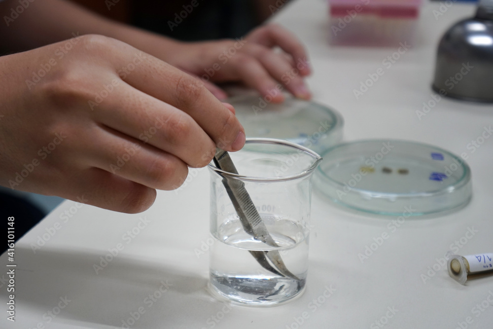The hand was holding the tongs and dipped in the alcohol contained in the beaker. Tests for the ability to inhibit microorganisms or bacteria in petri dishes by Disc diffusion techniques.