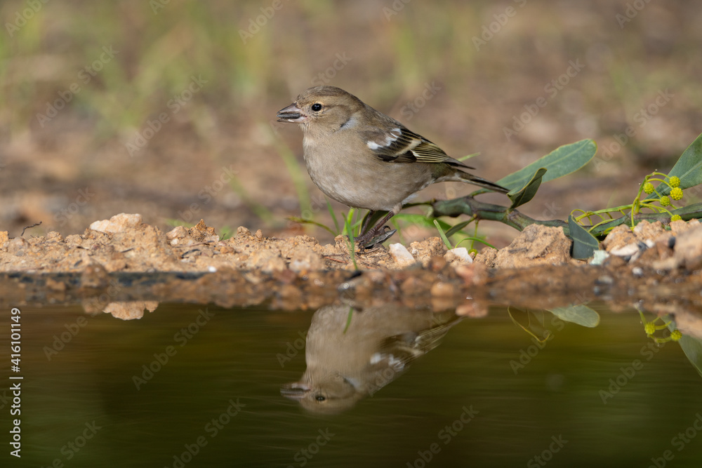 pinzón vulgar reflejado en el agua del estanque del parque (Fringilla coelebs) pinzón vulgar reflejado en el agua del estanque del parque (Fringilla coelebs)