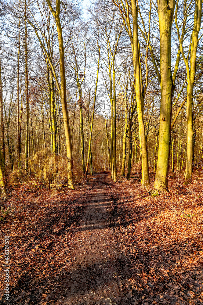 path in autumn forest