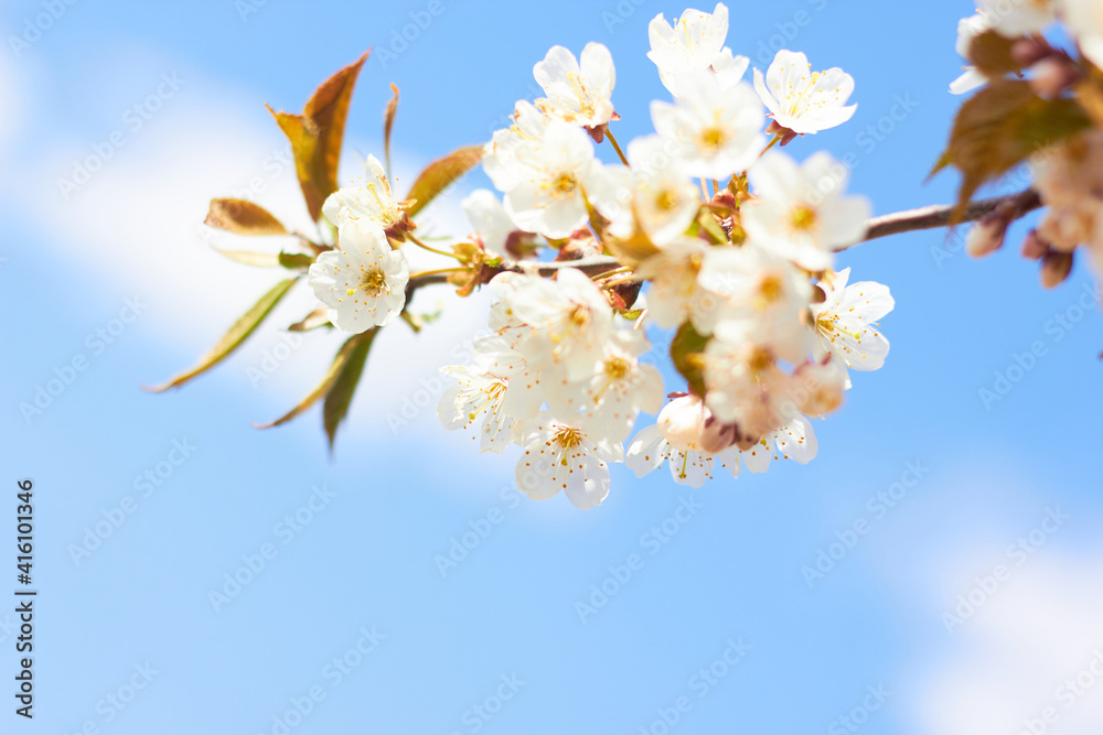 Spring white flowers. Cherry blossoms on a sunny day against the blue sky. Beauty of nature. Spring, youth, growth concept. Spring white flowers. Cherry blossoms on a sunny day against the blue sky. Beauty of nature. Spring, youth, growth concept.