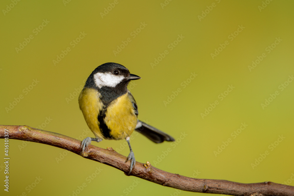 Fototapeta premium Carbonero común en una rama con fondo verde (Parus major)