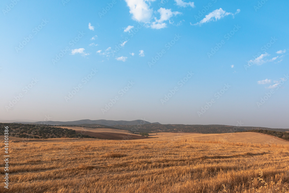 Sheep grazing fields and cereal cultivation