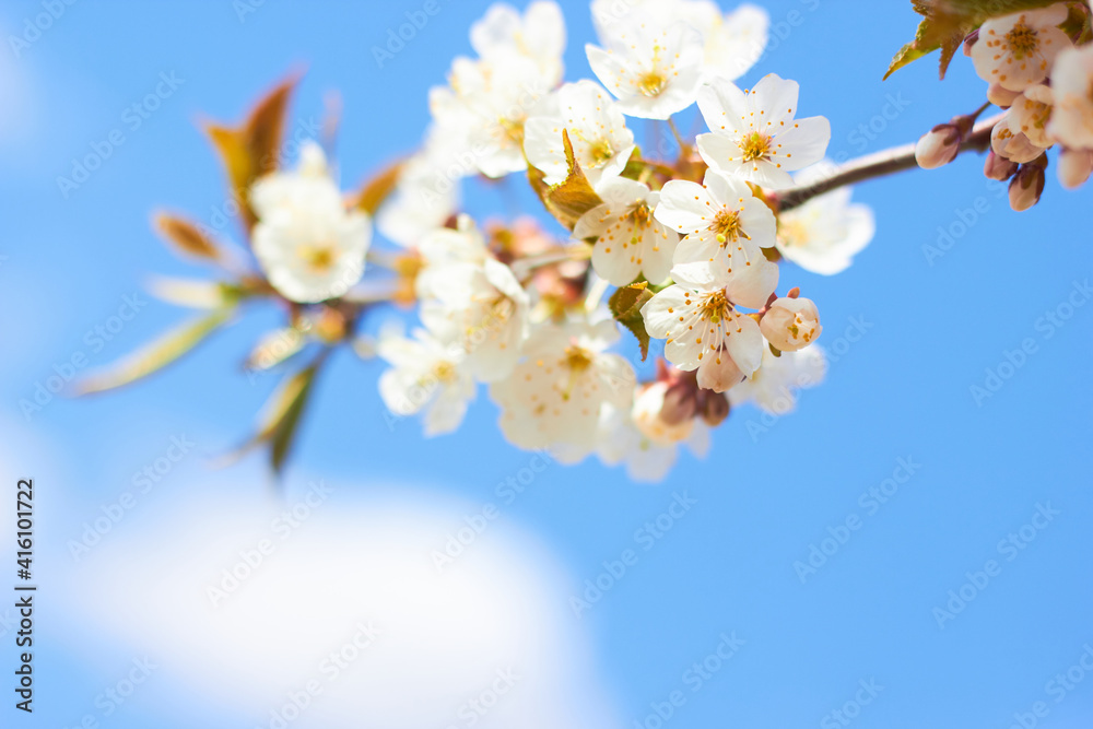 Spring white flowers. Cherry blossoms on a sunny day against the blue sky. Beauty of nature. Spring, youth, growth concept.