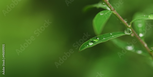 large drop of water in the form of a transparent ball on a green leaf close-up. beautiful natural background long banner. space for text, soft focus, macro photography