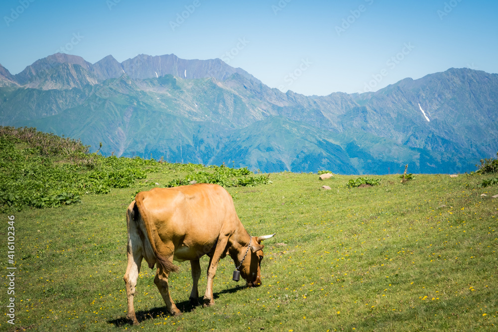 Summer landscapes of the Caucasus mountains in Rosa Khutor, Russia, Sochi, Krasnaya Polyana. Peak 2320m. A cow grazes on a mountain meadow