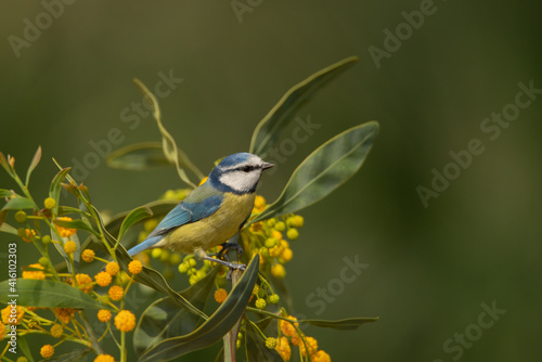 Herrerillo común sobre un arbusto verde y amarillo (Cyanistes caeruleus) photo