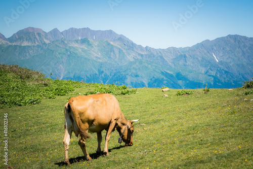 Summer landscapes of the Caucasus mountains in Rosa Khutor, Russia, Sochi, Krasnaya Polyana. Peak 2320m. A cow grazes on a mountain meadow