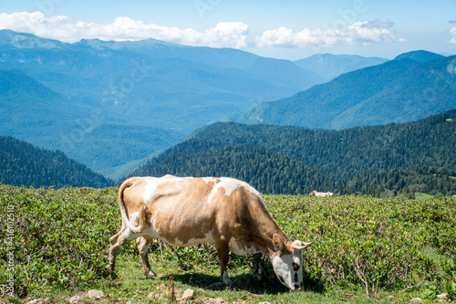 Summer landscapes of the Caucasus mountains in Rosa Khutor  Russia  Sochi  Krasnaya Polyana. Peak 2320m. A cow grazes on a mountain meadow