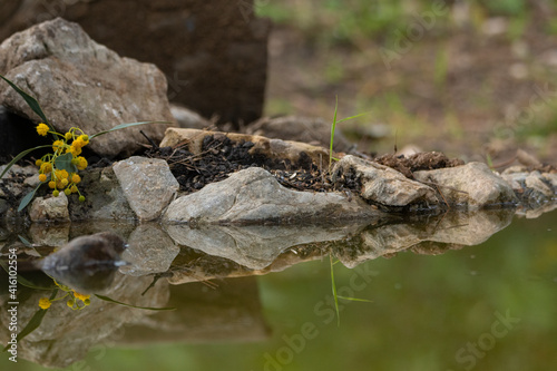 фотографія reflejo de plantas en el borde del estanque