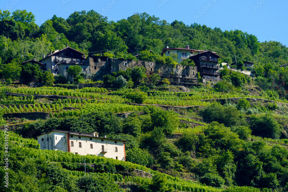 Vineyards along the Sentiero della Valtellina, Italy, from the cycleway