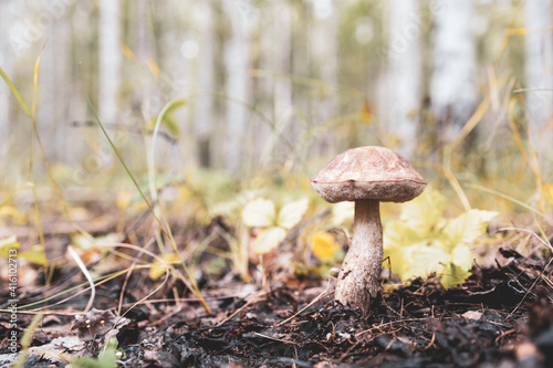 edible boletus mushroom on the background of a blurred forest