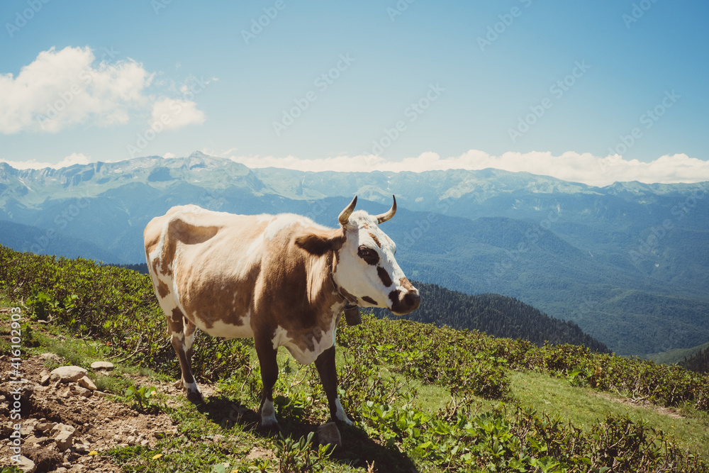 Summer landscapes of the Caucasus mountains in Rosa Khutor, Russia, Sochi, Krasnaya Polyana. Peak 2320m. A cow grazes on a mountain meadow