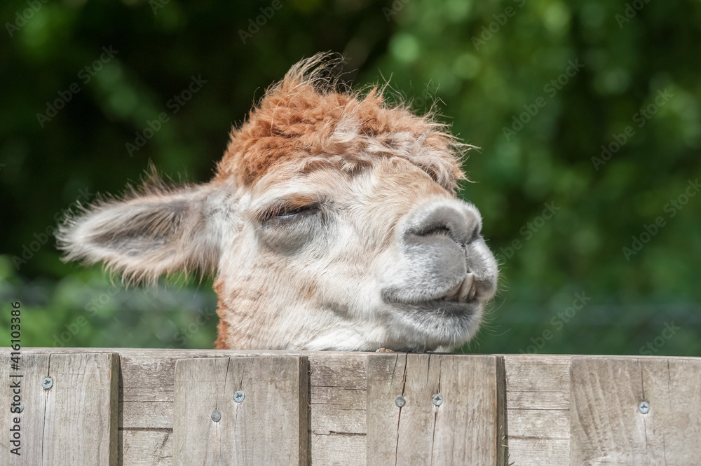 Fototapeta premium closeup head shot of a sleepy alpaca with its head on a paddock fence