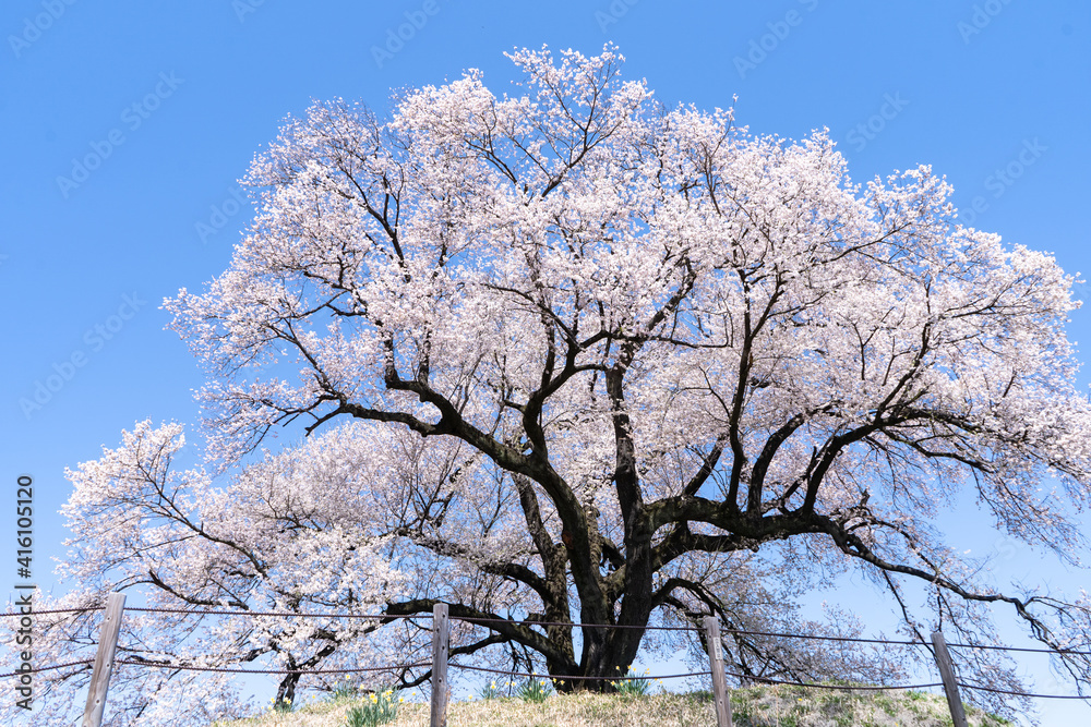 わに塚の桜。日本。山梨県韮崎市。 わに塚の桜。日本。山梨県韮崎市。