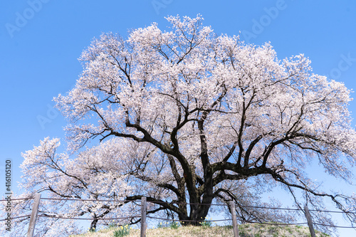 わに塚の桜。日本。山梨県韮崎市。