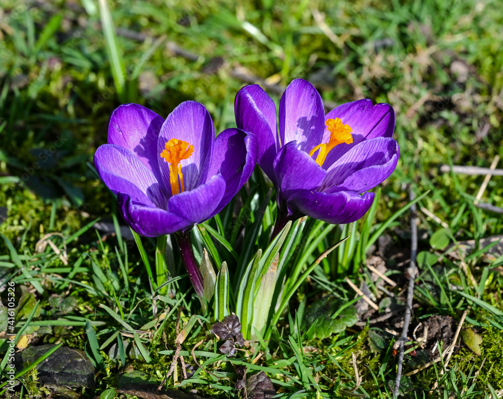 Crocuses in the spa gardens Baden Baden_Germany, Europe