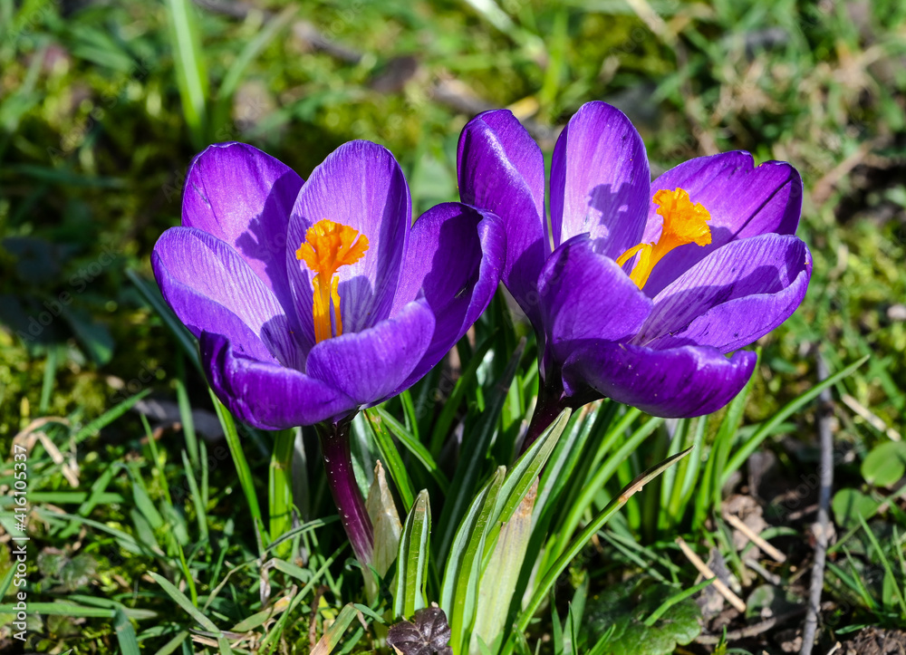 Crocuses in the spa gardens Baden Baden_Germany, Europe