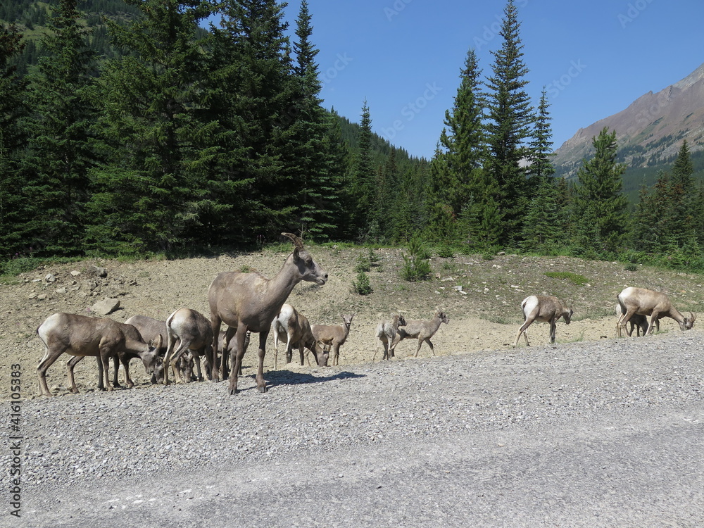 Naklejka premium Bighorn Sheep between Banff and Calgary, Icefields Parkway, Rocky Mountains, Alberta, Canada, August