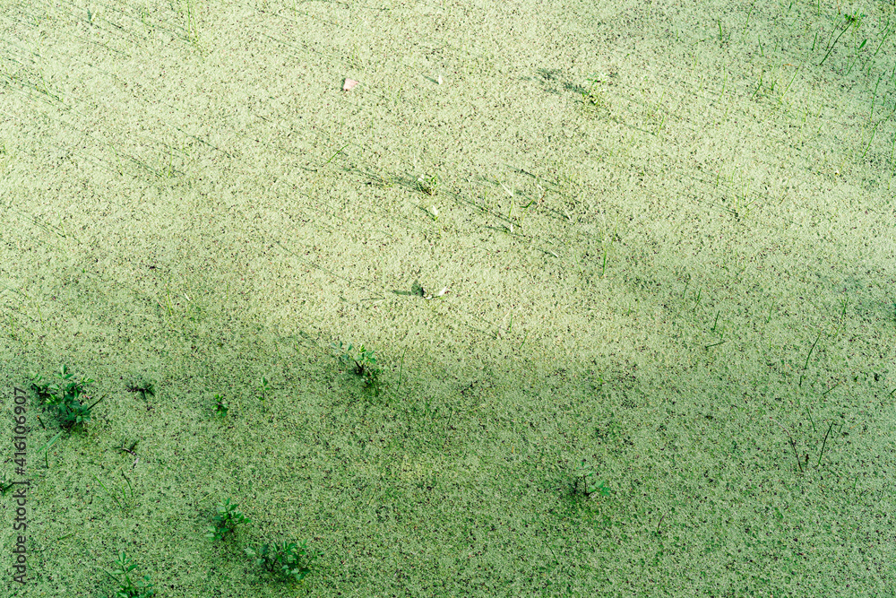 一面の水草