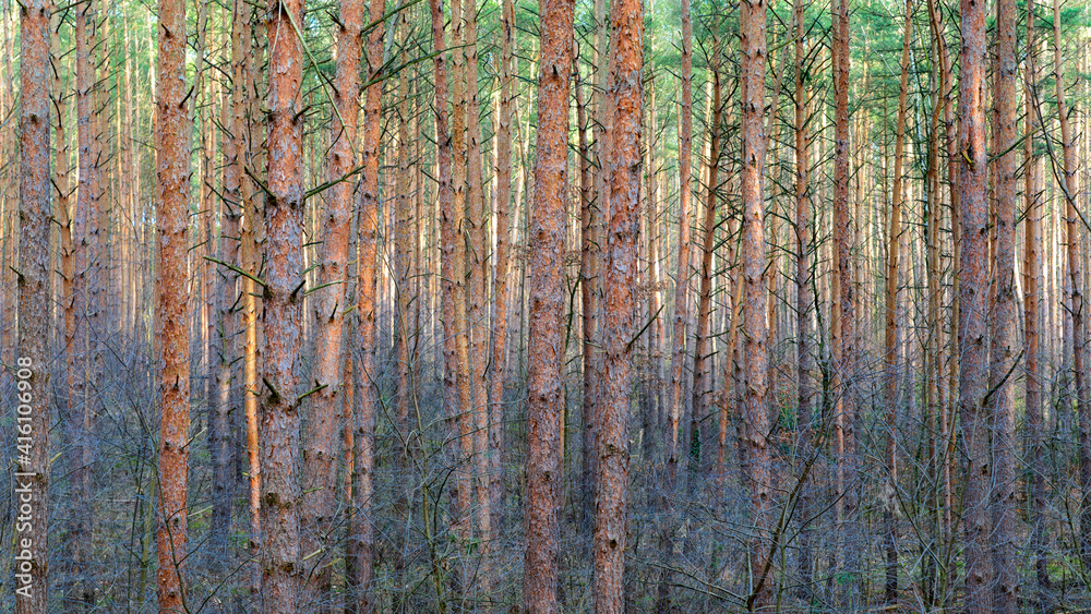 Fototapeta premium Moody and chaotic forest