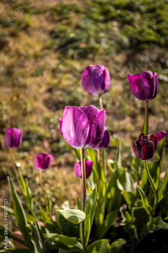 The afternoon sun rays illuminate the tulips in the garden