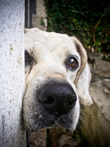 Fotografi Cachorro mao