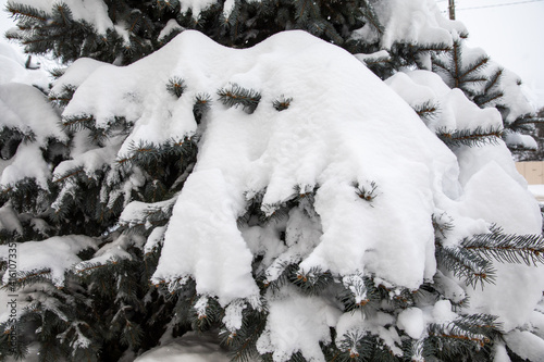 The spruce trees in the city are covered with snow. The blizzard brought a lot of snow. Winter city.