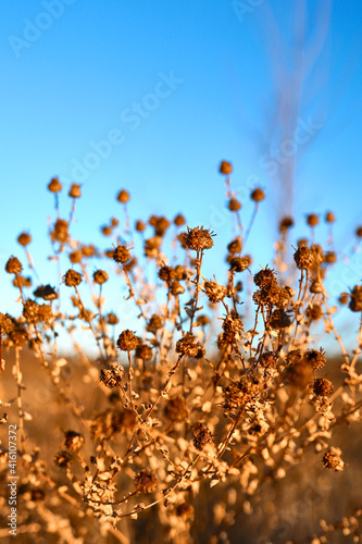 Fototapeta Naklejka Na Ścianę i Meble -  Dry plant against blue sky