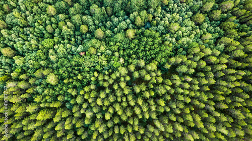 Aerial image of a pine forest