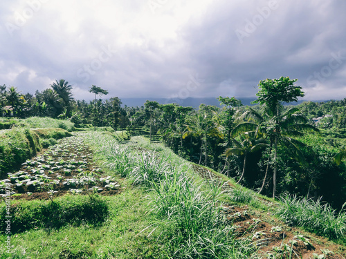 Palm trees and banana trees growing between the vegetables garden surrounded the rice terraces. Rice field shining in bright green colors in Indonesia. Exploring the uncultivated regions of Lombok.