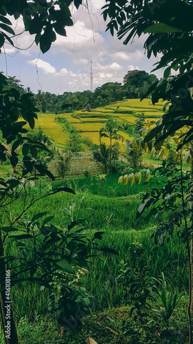 Palm trees and banana trees surrounding the rice terraces. Rice field shining in bright green colors in Indonesia. Cloudy, but sunny day. Exploring the uncultivated regions of Lombok. photo