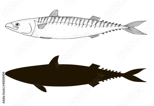 Atlantic mackerel. Hand drawn realistic illustration.